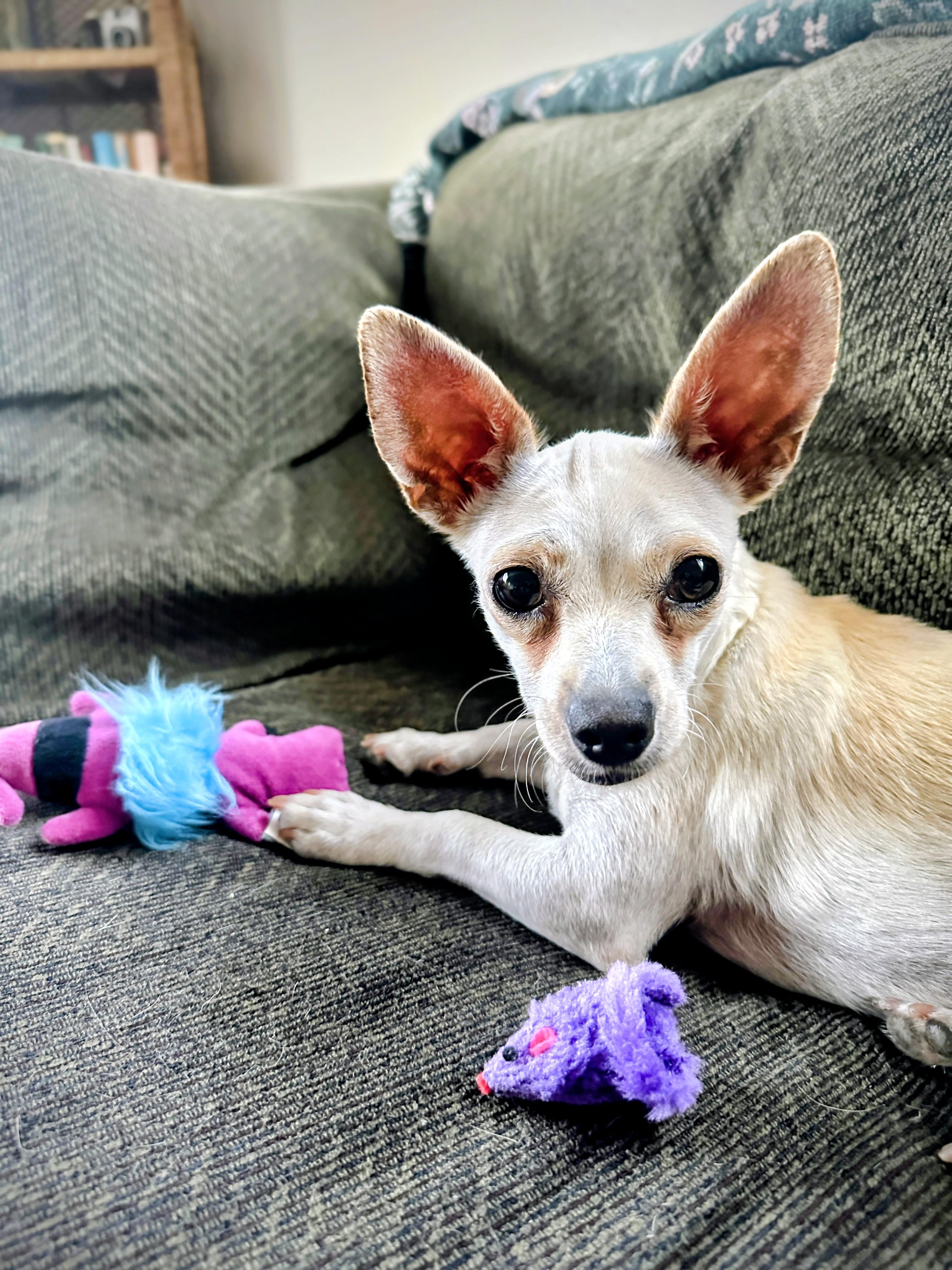 Lady, a Adoptable Chihuahua in Santa Cruz, CA image 2/6