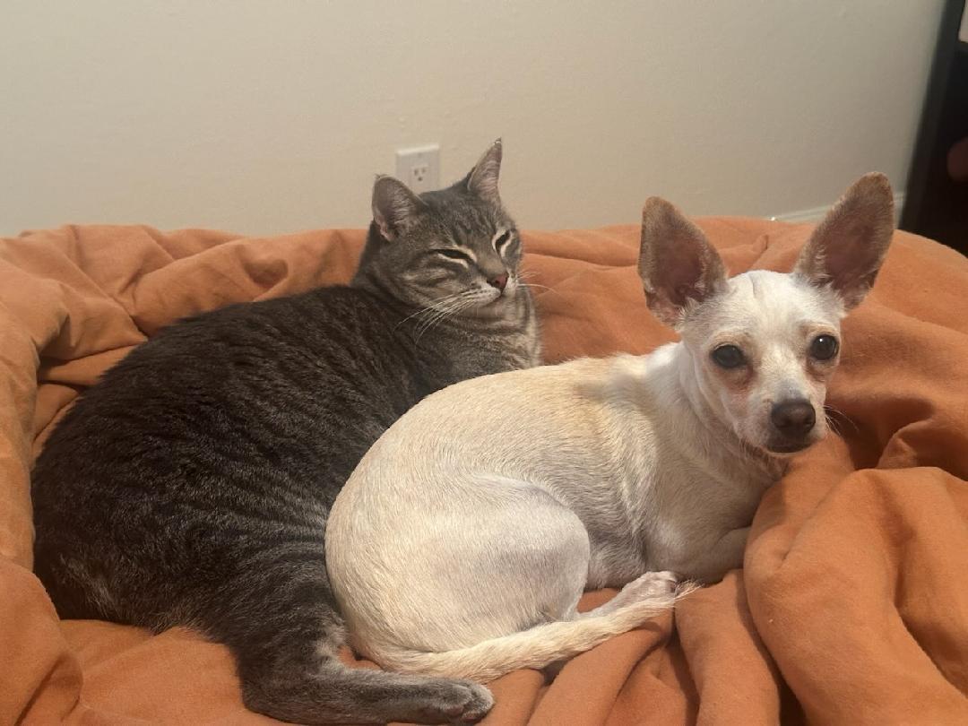 Lady, a Adoptable Chihuahua in Santa Cruz, CA image 6/6