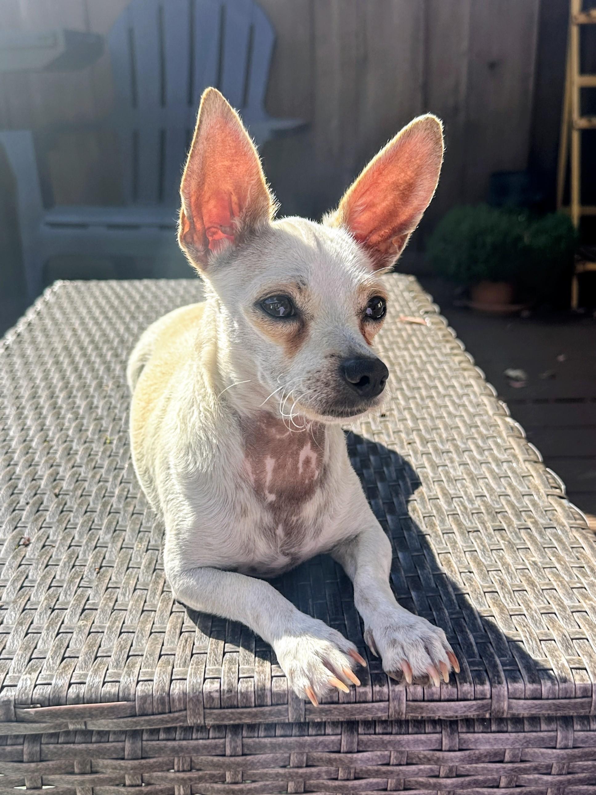 Lady, Adoptable, Adult Female Chihuahua.