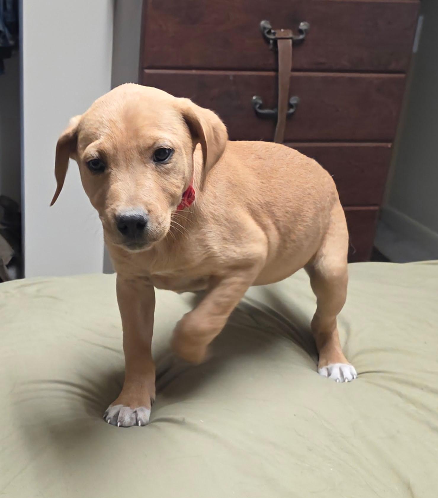 Thatcher, Adoptable, Puppy Male Yellow Labrador Retriever & American Staffordshire Terrier.