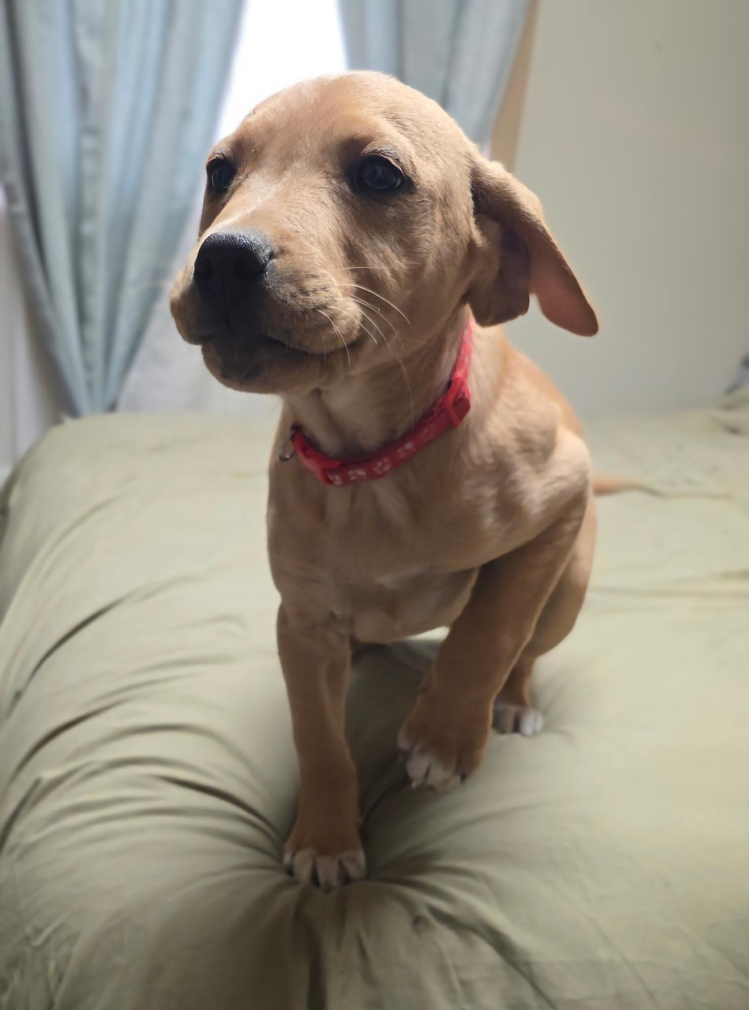 Thatcher, a Adoptable mixed breed in Riverton, WY image 2/3