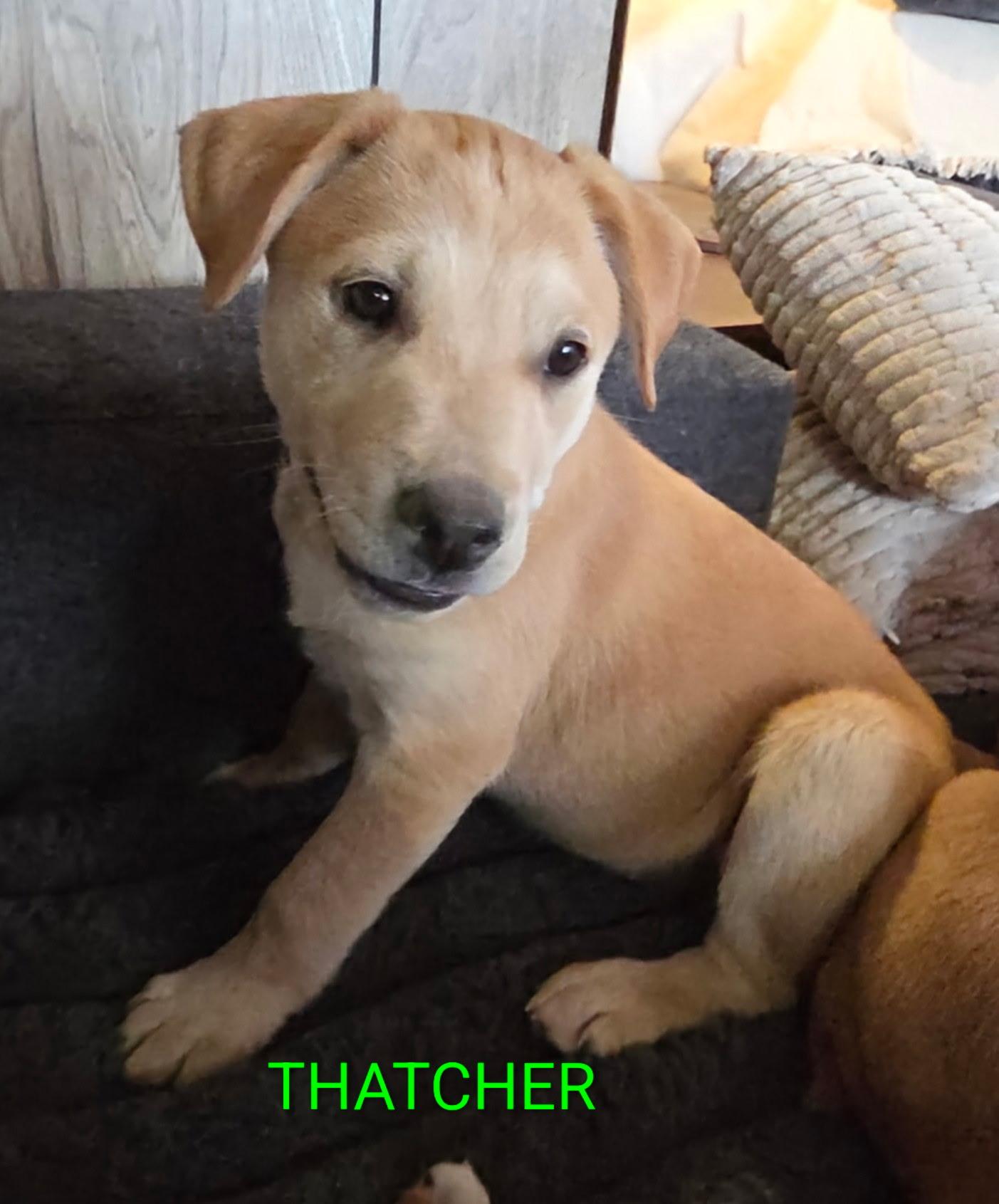 Thatcher, a Adoptable mixed breed in Riverton, WY image 3/3