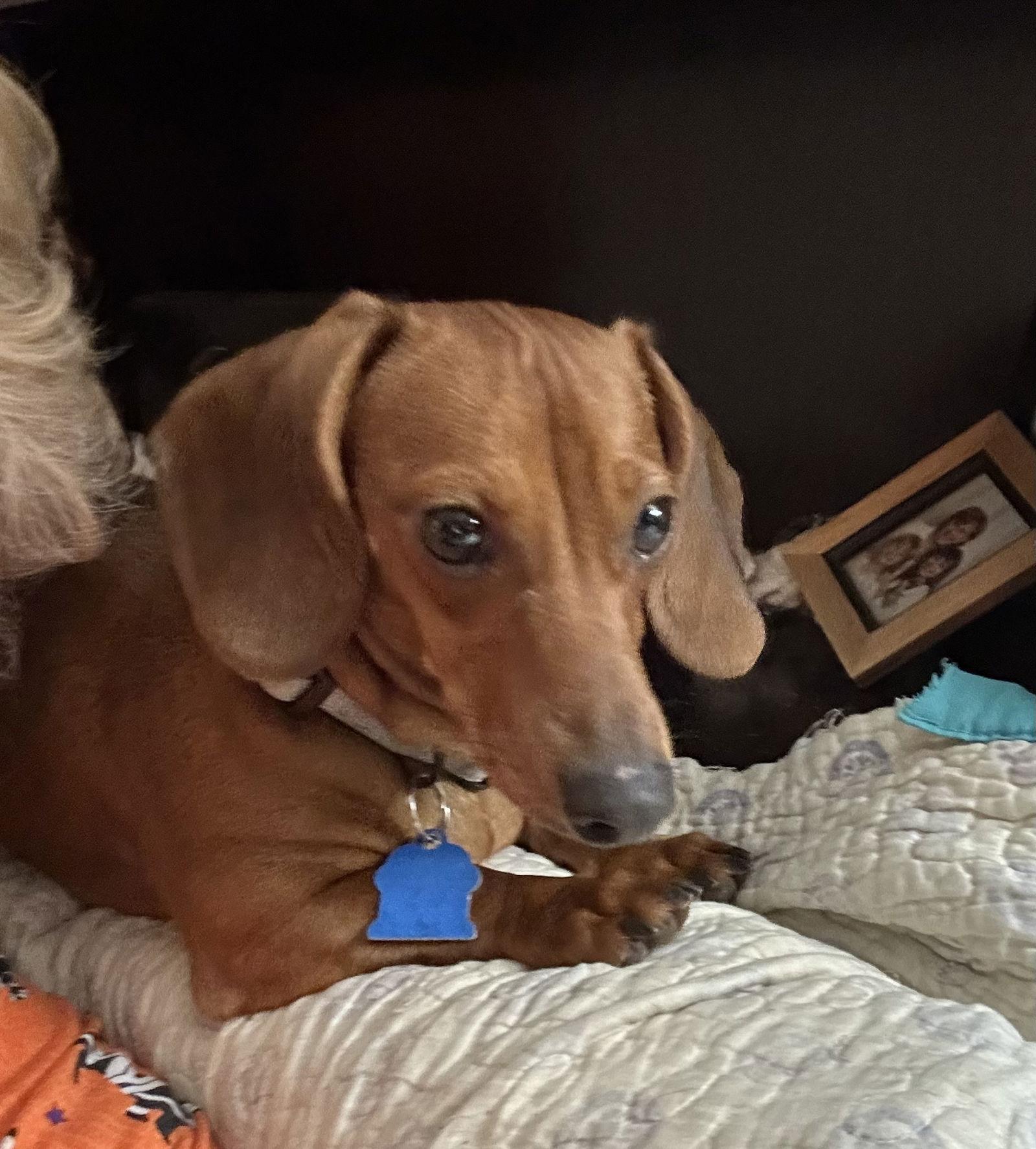 Enlarge Basil, a Adoptable Dachshund in Pearland, TX image 1/3