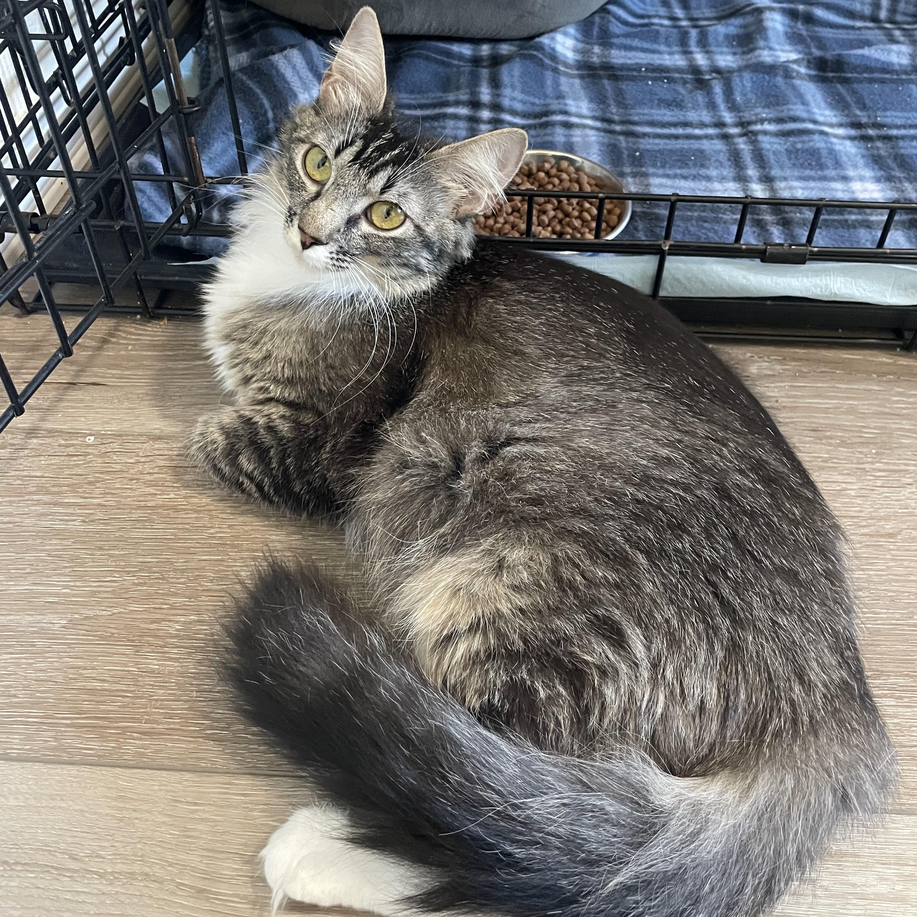 Feyre, Young Female Maine Coon