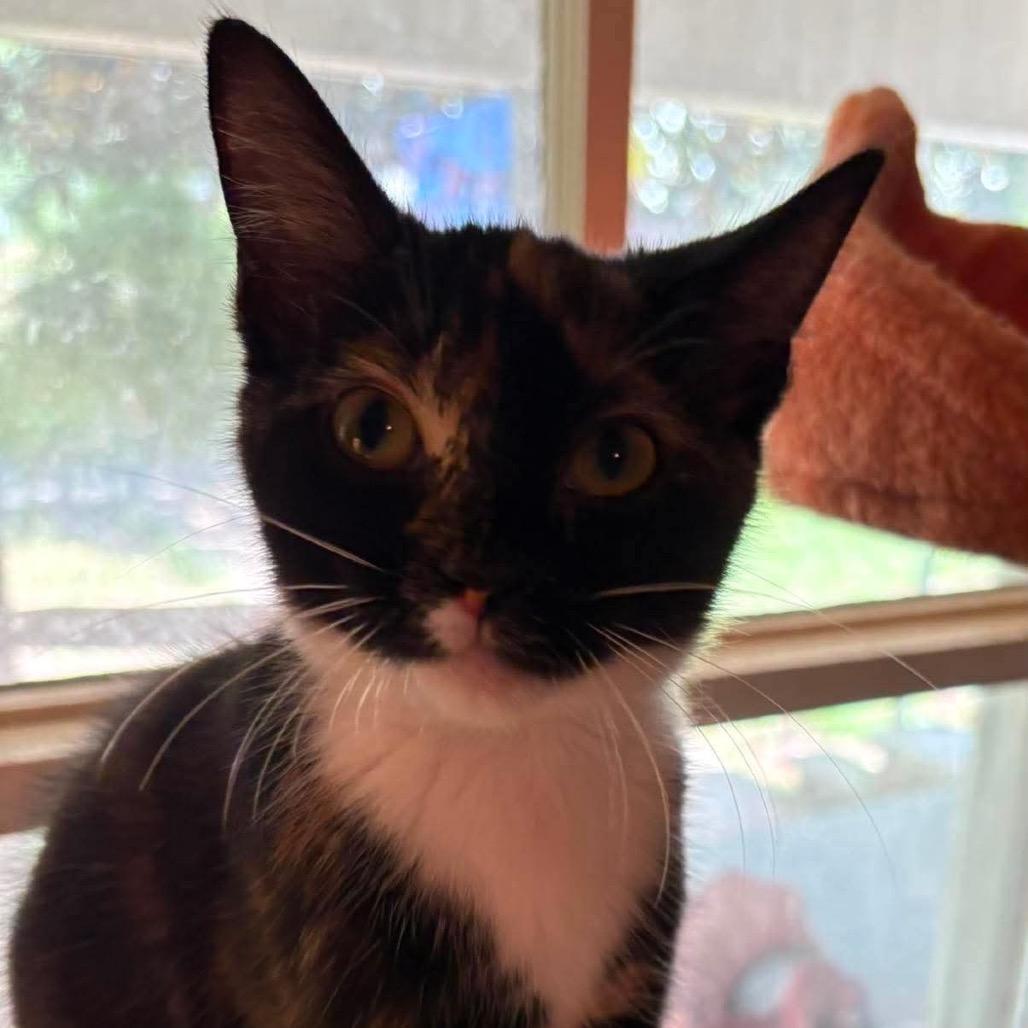 Enlarge Lime, a Adoptable Domestic Short Hair in Monroeville, AL image 1/2