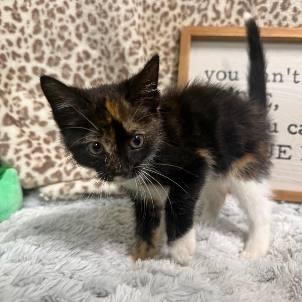 Enlarge Lime, a Adoptable Domestic Short Hair in Monroeville, AL image 2/2