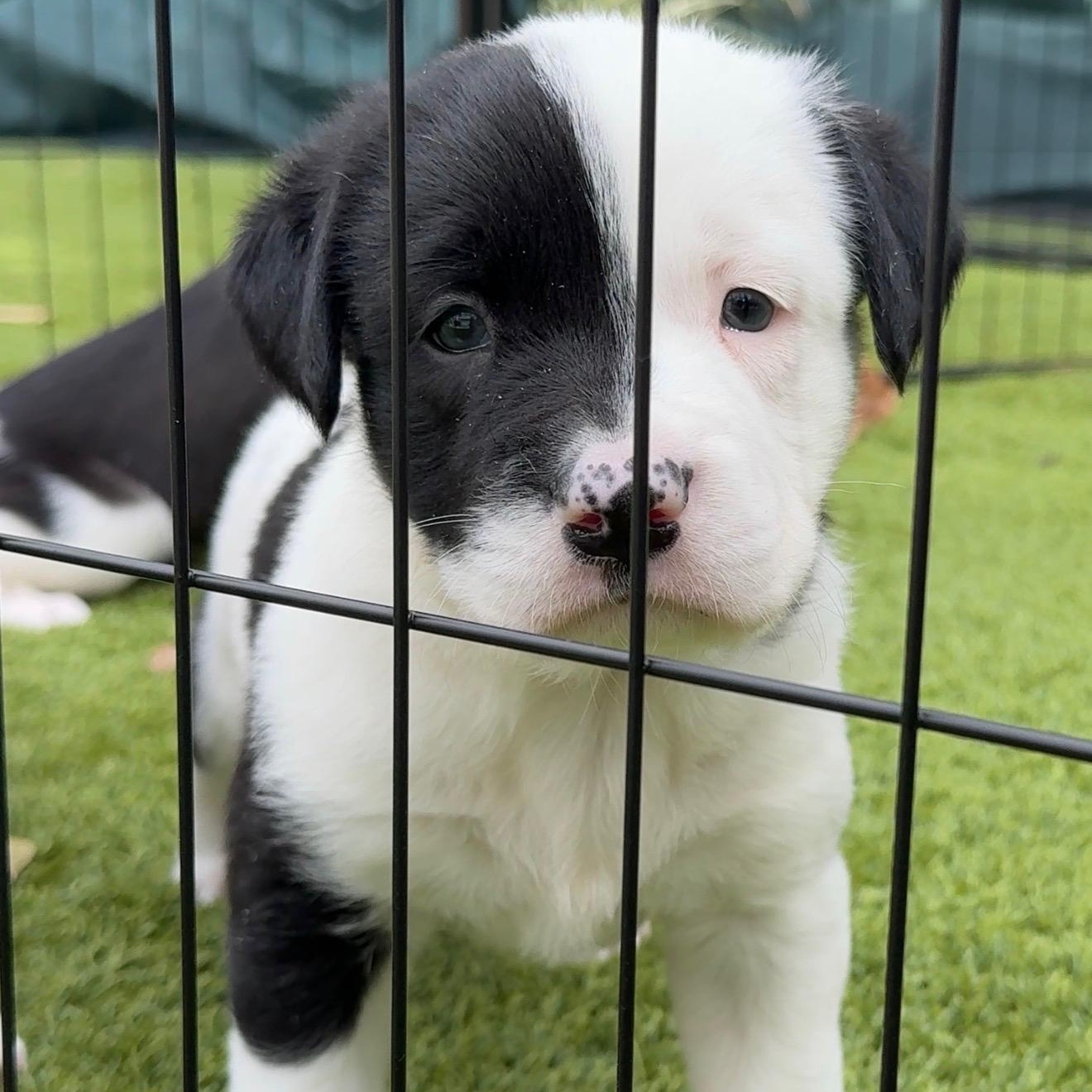 Enlarge Yoda, an adopted mixed breed in North Vancouver, BC image 1/6