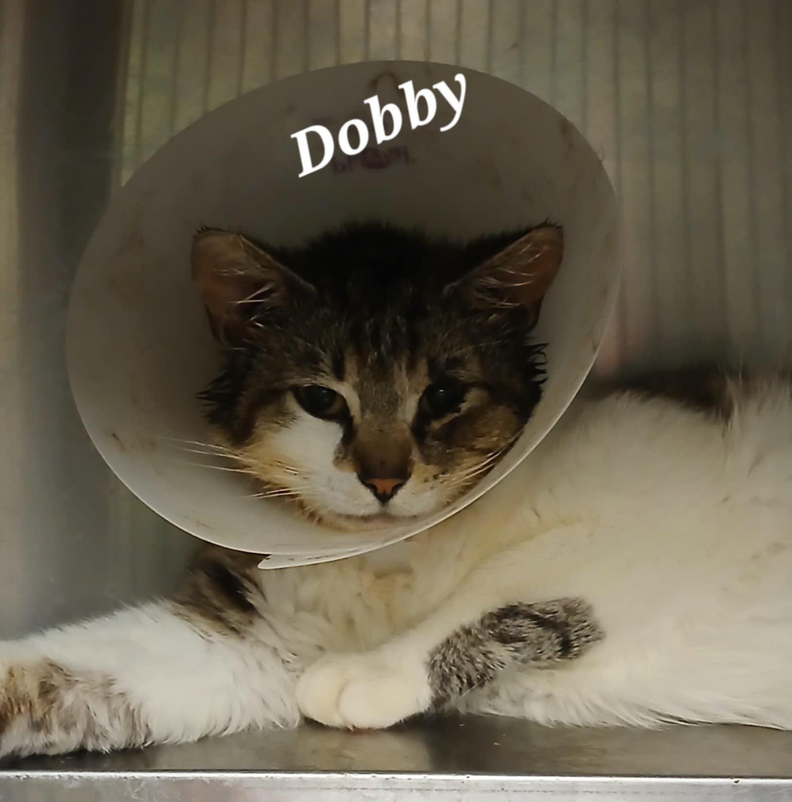 Dobby photo 2