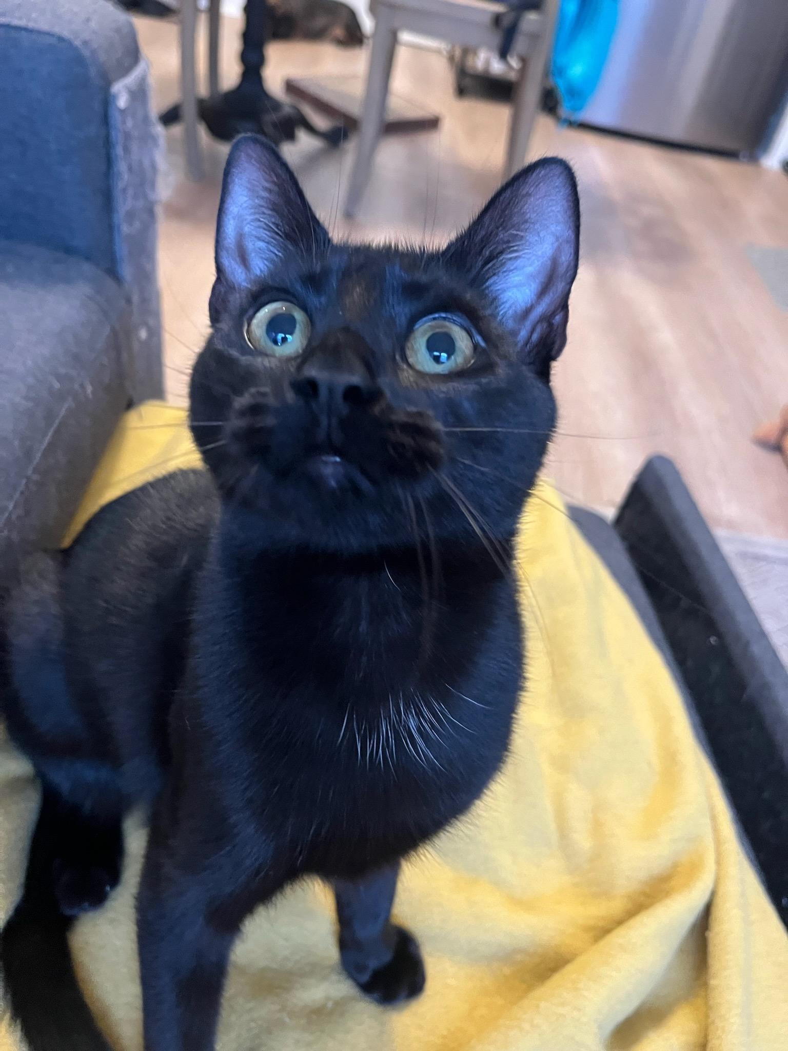 Enlarge Goose, a Adoptable Domestic Short Hair in New York, NY image 5/6