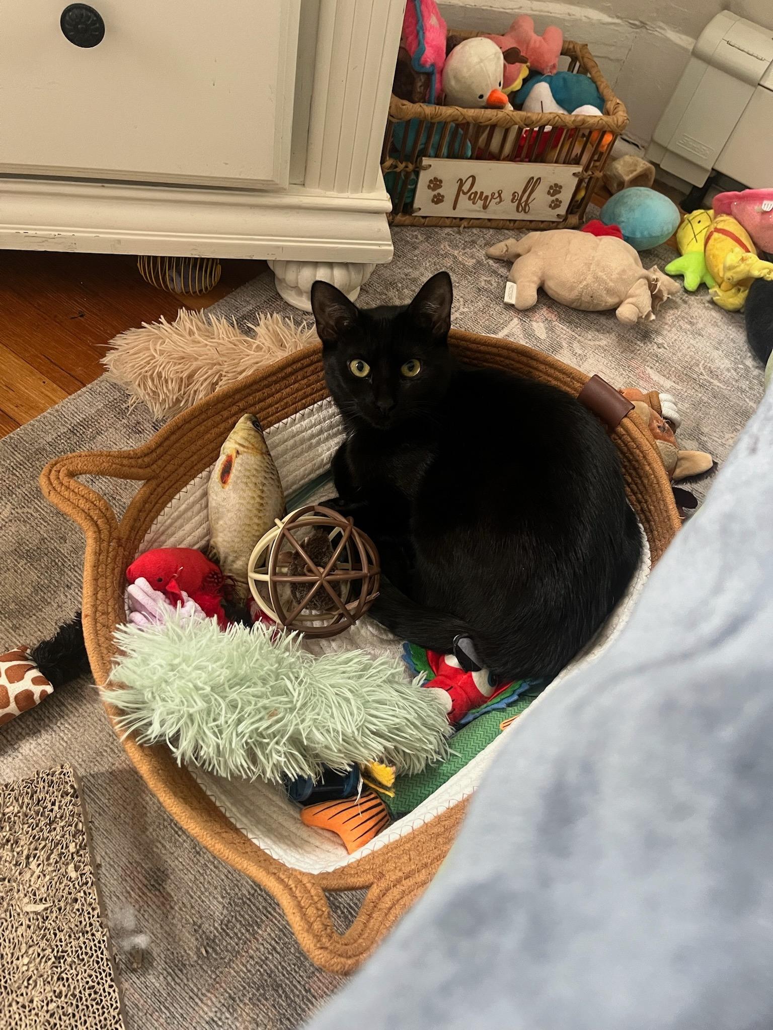 Enlarge Goose, a Adoptable Domestic Short Hair in New York, NY image 6/6
