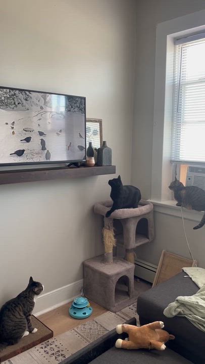 Enlarge Goose, a Adoptable Domestic Short Hair in New York, NY video 3/6