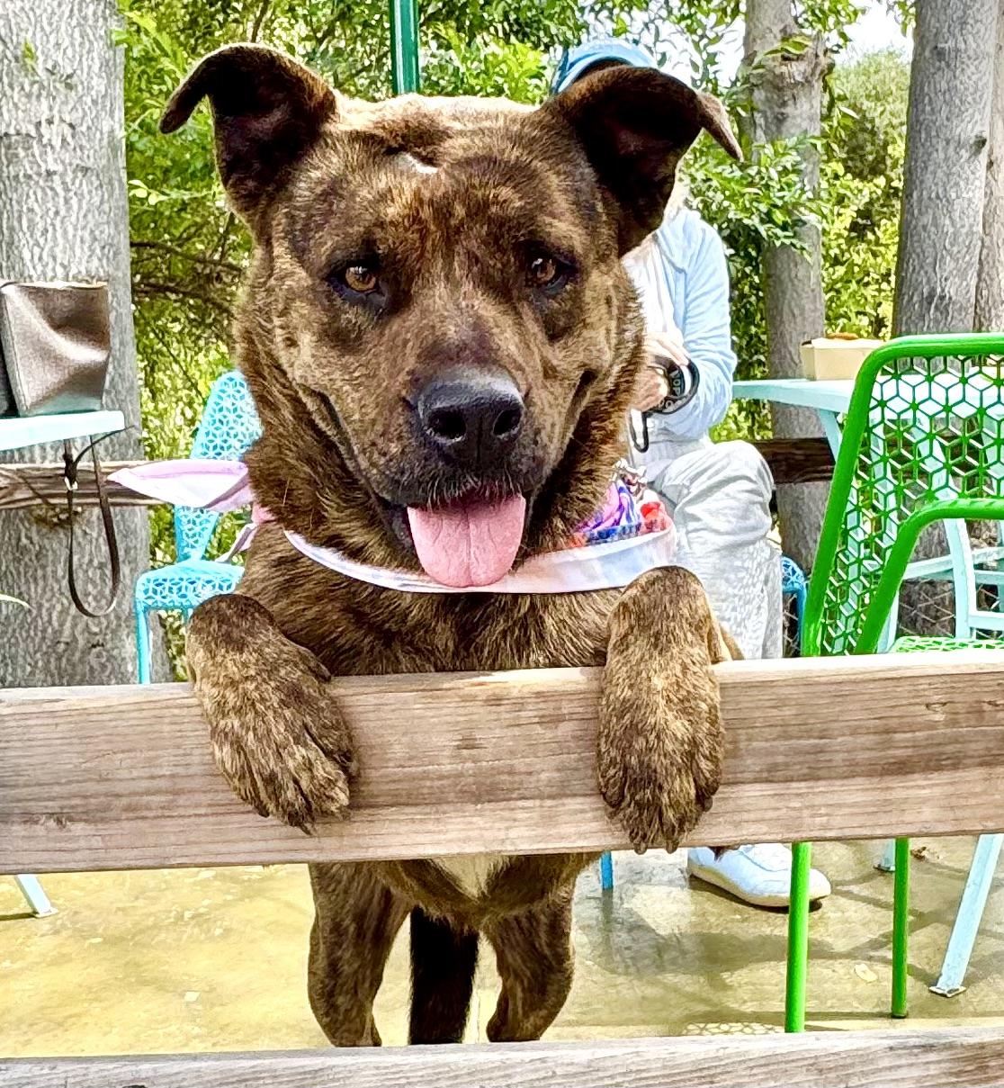 MINNIE, adoptable, Young Female Pit Bull Terrier & Catahoula Leopard Dog.