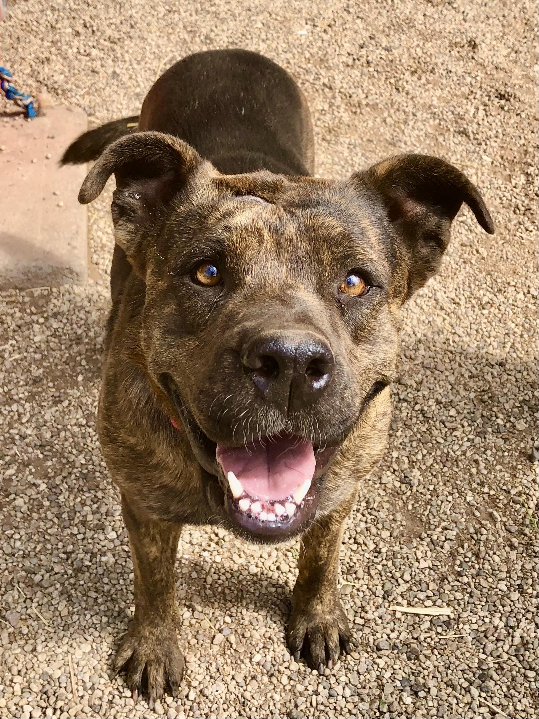 MINNIE, a Adoptable mixed breed in Thousand Oaks, CA image 5/6
