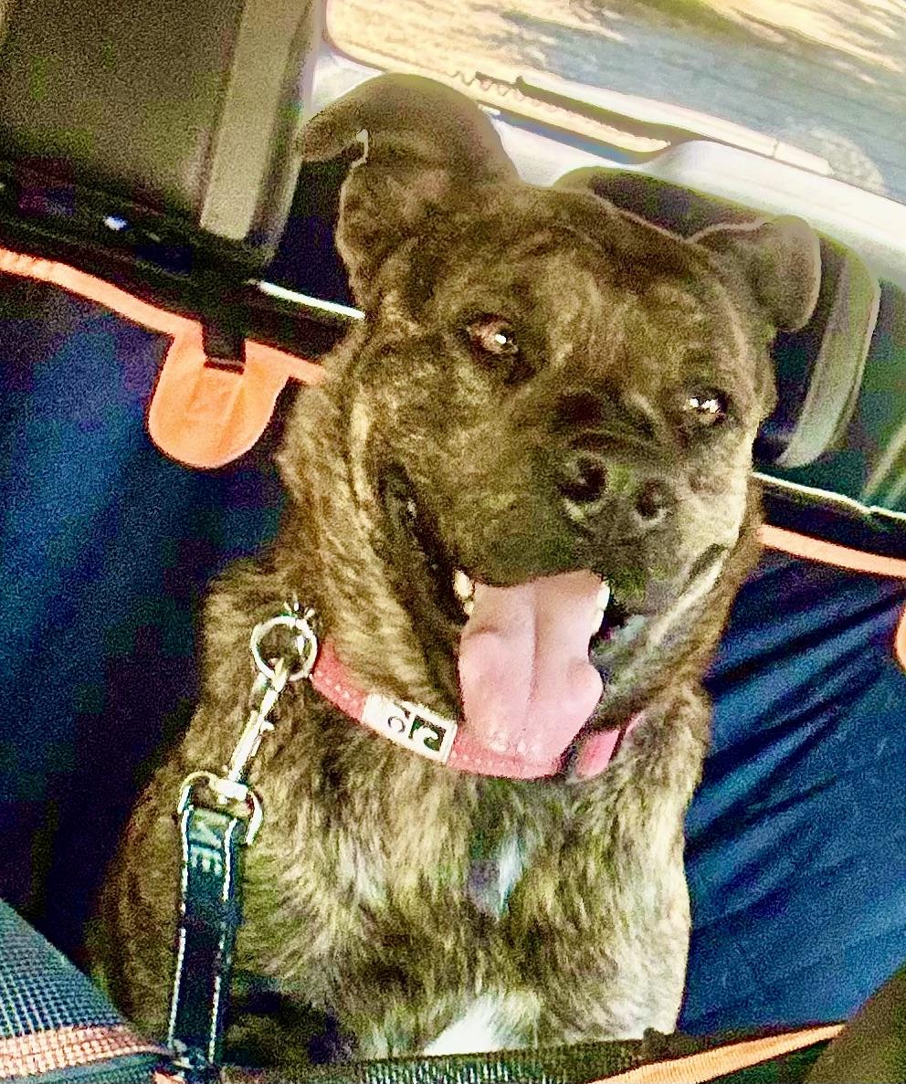 MINNIE, a Adoptable mixed breed in Thousand Oaks, CA image 3/6