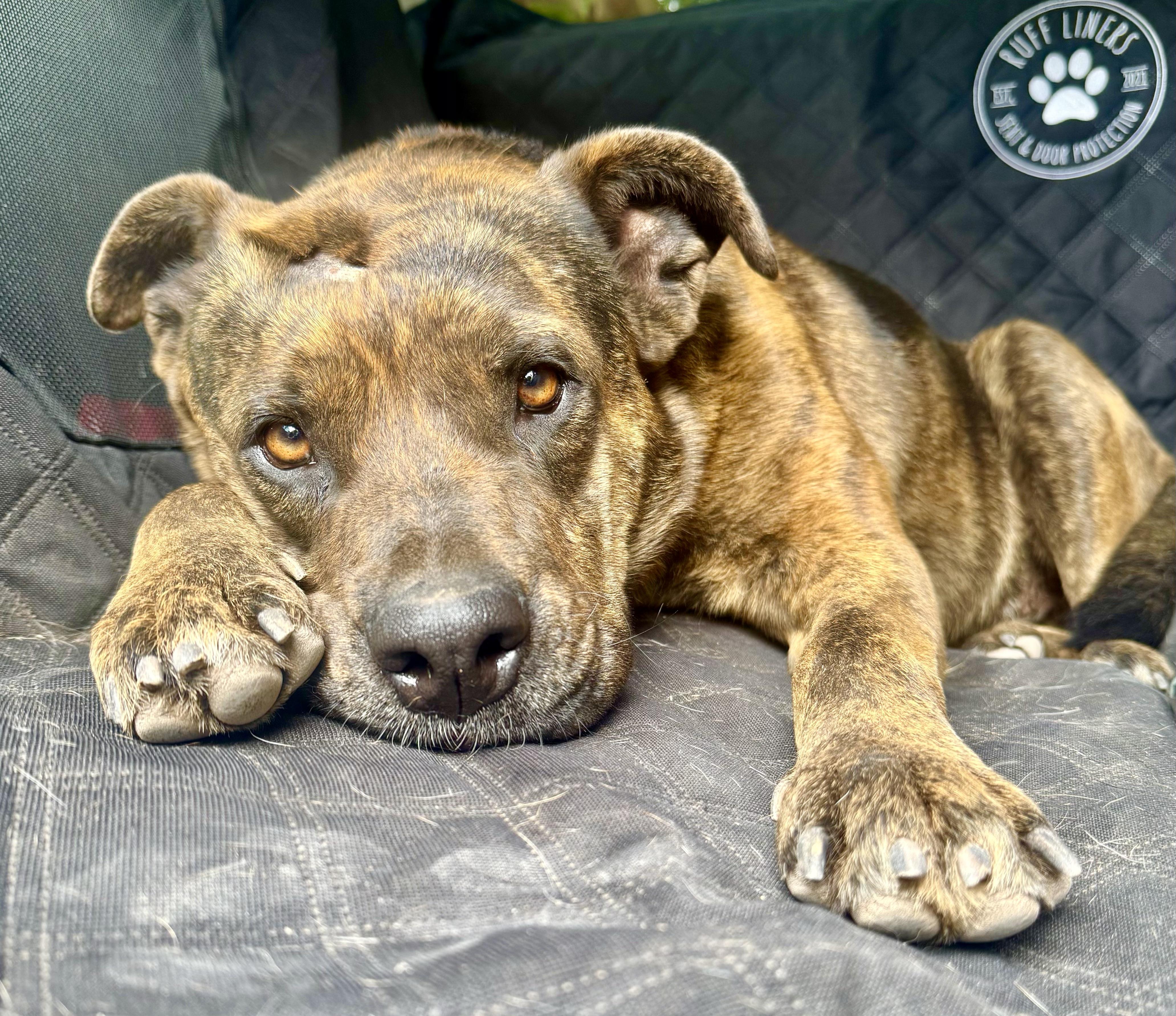 MINNIE, adoptable, Young Female Pit Bull Terrier & Catahoula Leopard Dog.