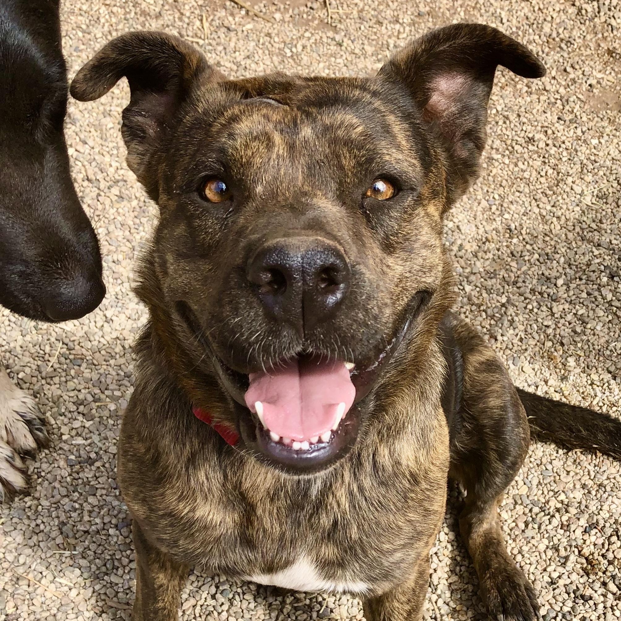 MINNIE, a Adoptable mixed breed in Thousand Oaks, CA image 1/6