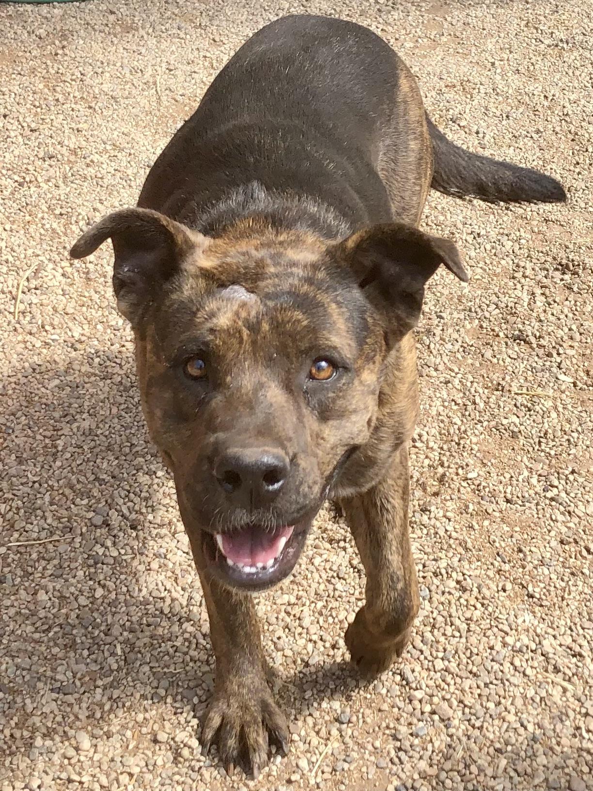 MINNIE, a Adoptable mixed breed in Thousand Oaks, CA image 6/6