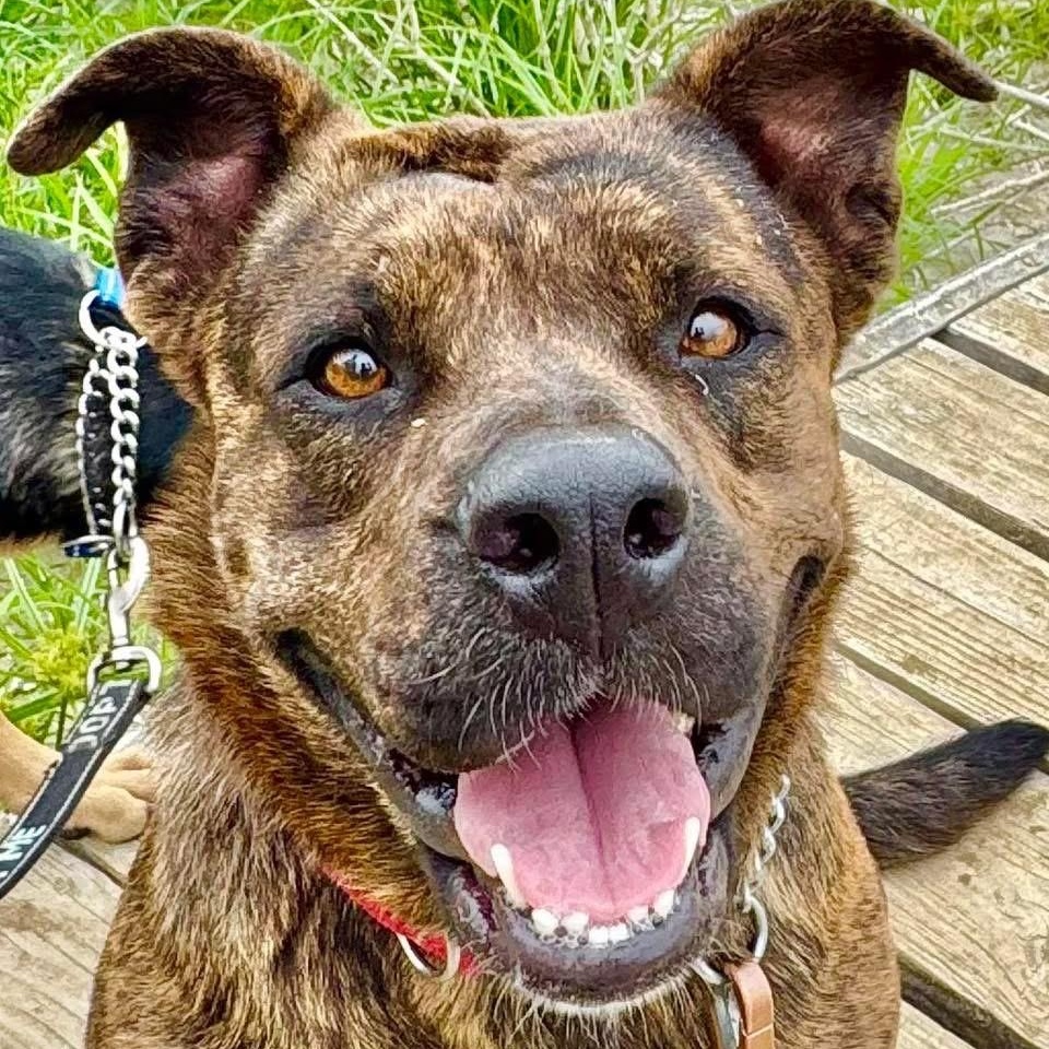 MINNIE, adoptable, Young Female Coonhound & Catahoula Leopard Dog.