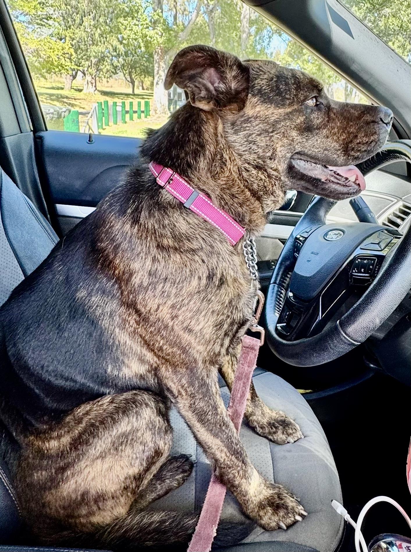 MINNIE, a Adoptable mixed breed in Thousand Oaks, CA image 4/6