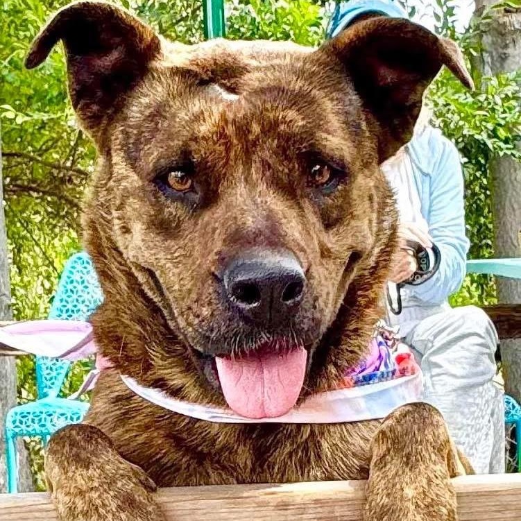 Enlarge MINNIE, an adoptable mixed breed in Thousand Oaks, CA image 1/6
