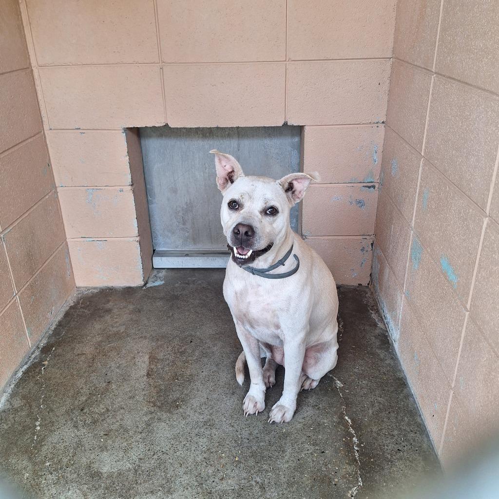 Smee, Adoptable, Adult Female Pit Bull Terrier.