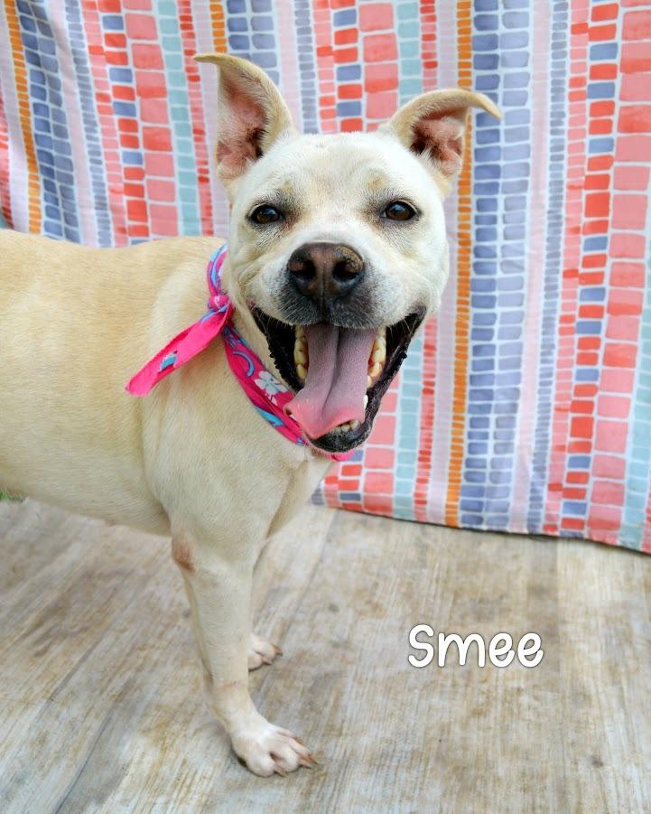 Smee, Adoptable, Adult Female Pit Bull Terrier.