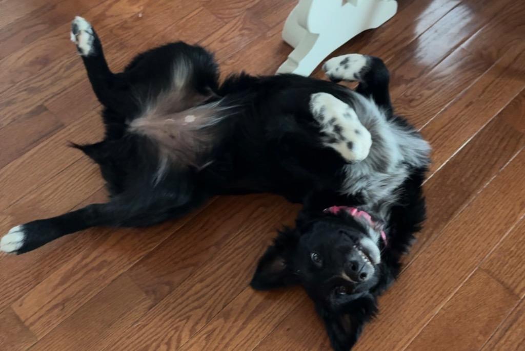 Livvy, Adopted, Young Female Australian Shepherd.