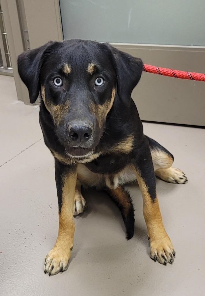 Sardine, Adoptable, Young Male Australian Shepherd & Hound.