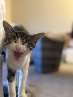 Mandy, Adoptable, Kitten Female Domestic Short Hair.