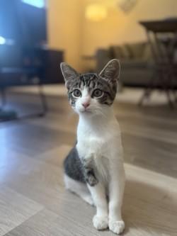 Enlarge Mandy, a Adoptable mixed breed in El Paso, TX image 2/3