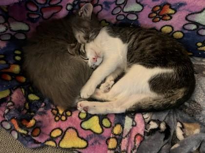 Enlarge Mandy, a Adoptable mixed breed in El Paso, TX image 3/3