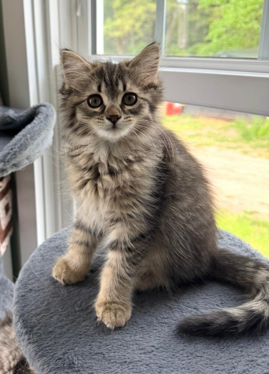 Bella, an adopted Tabby in Goshen, IN image 1/2