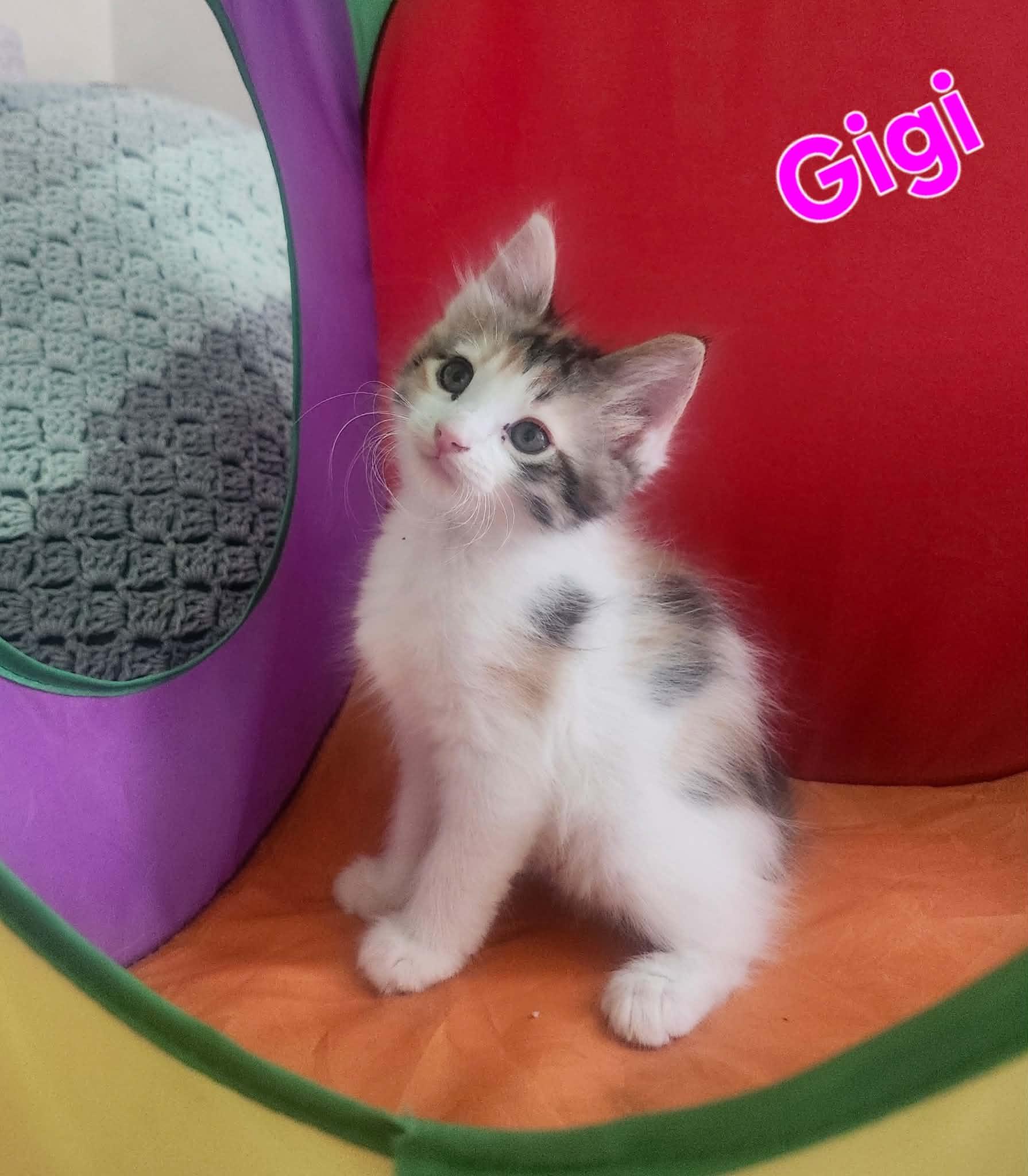 Enlarge Gigi, a Adoptable Domestic Medium Hair in San Anselmo, CA image 1/1