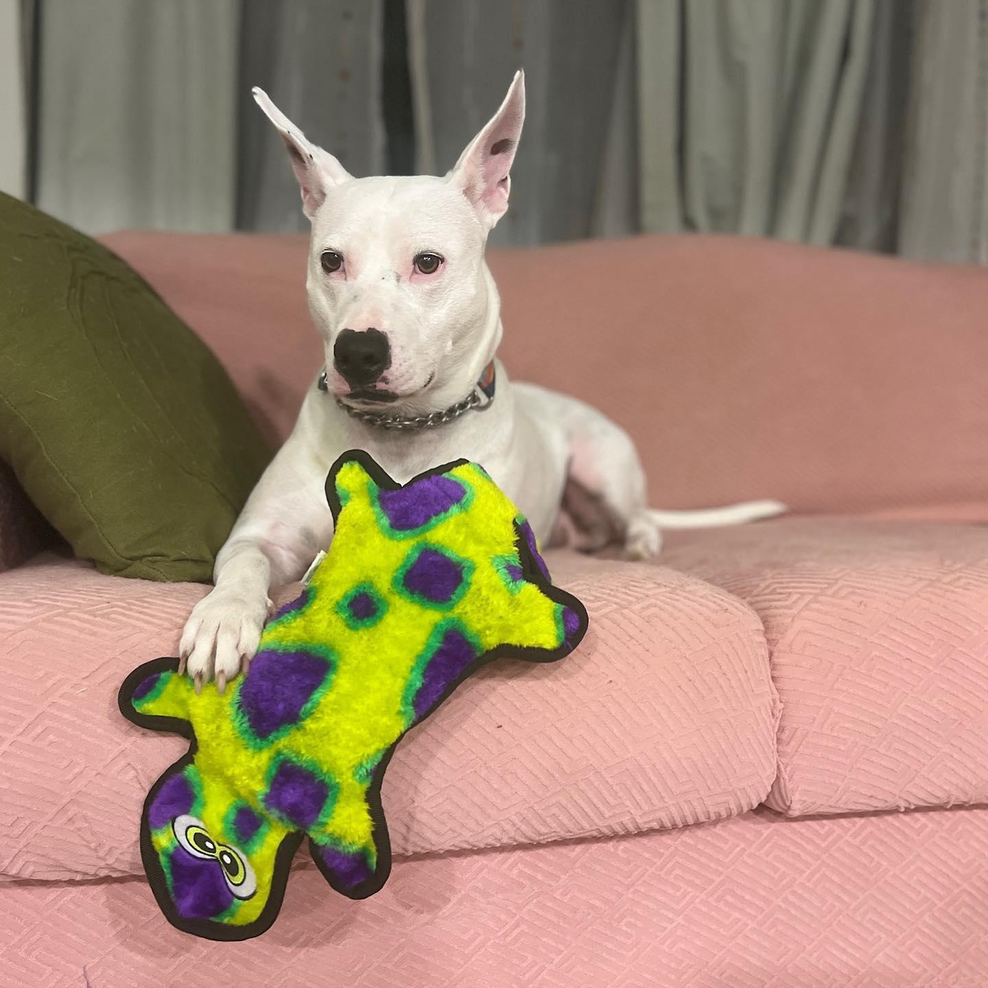 Heart (Deaf), Adopted, Young Female Bull Terrier.