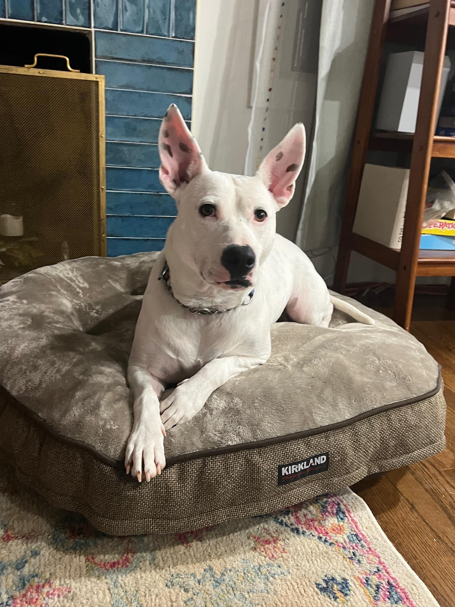 Enlarge Heart (Deaf), a Adopted mixed breed in Matthews, NC image 2/4