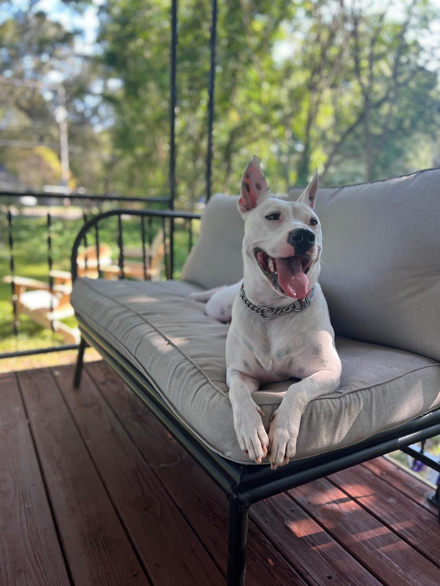 Heart (Deaf), Adopted, Young Female Bull Terrier.
