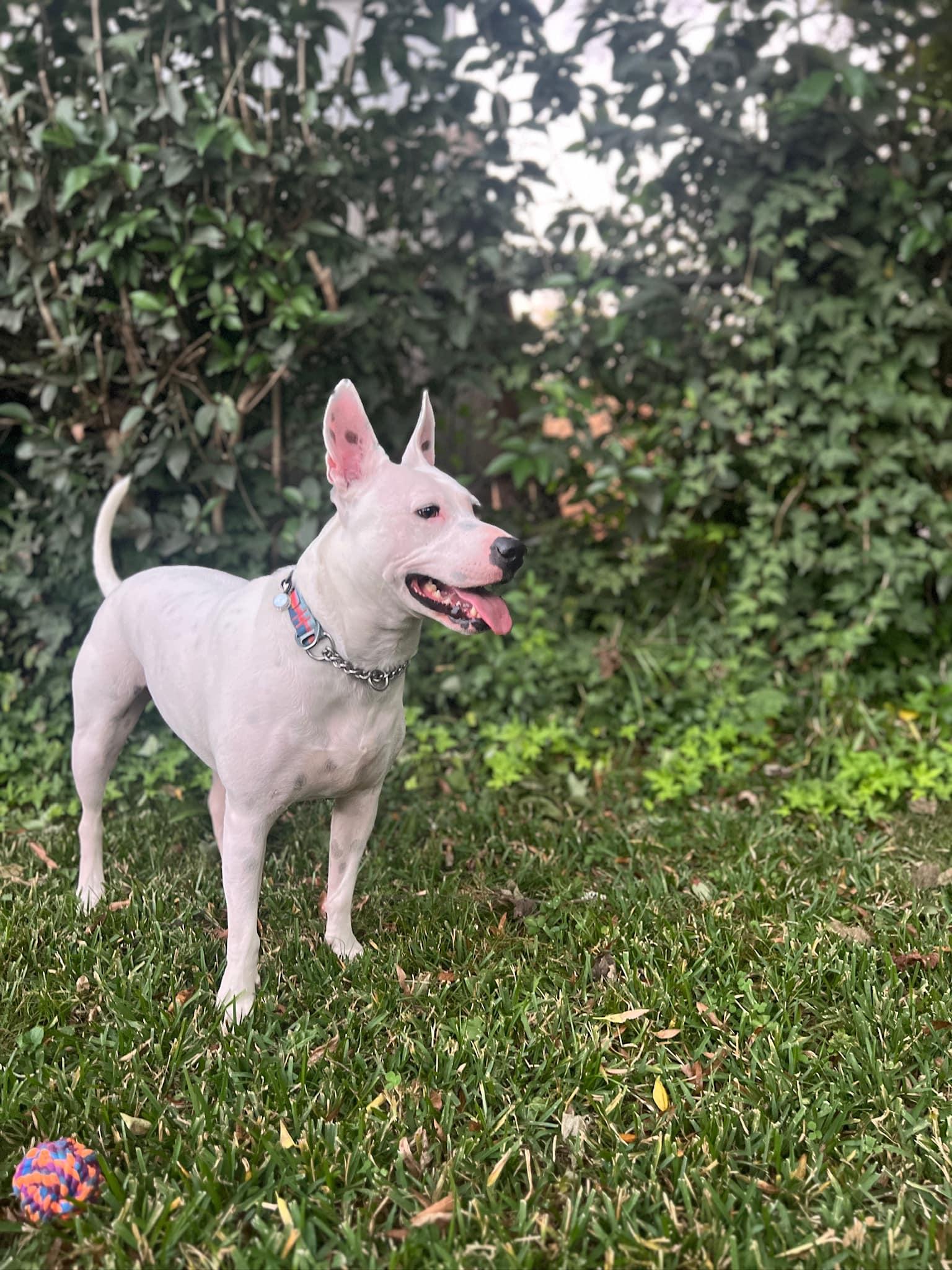 Enlarge Heart (Deaf), a Adopted mixed breed in Matthews, NC image 4/4