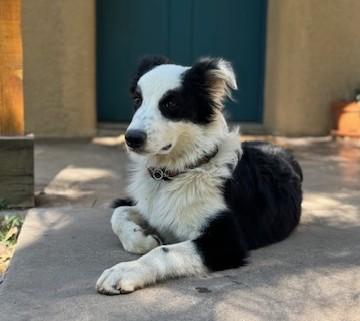 Obi Wan, adopted, Young Male Australian Shepherd.