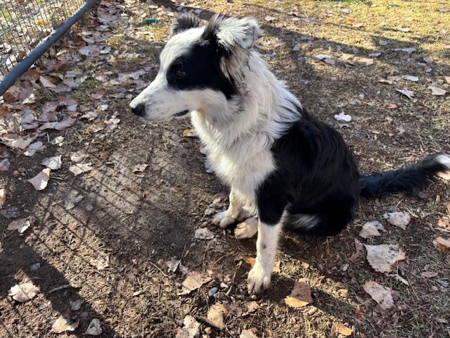 Enlarge Obi Wan, an adopted Australian Shepherd in Albuquerque, NM image 3/6