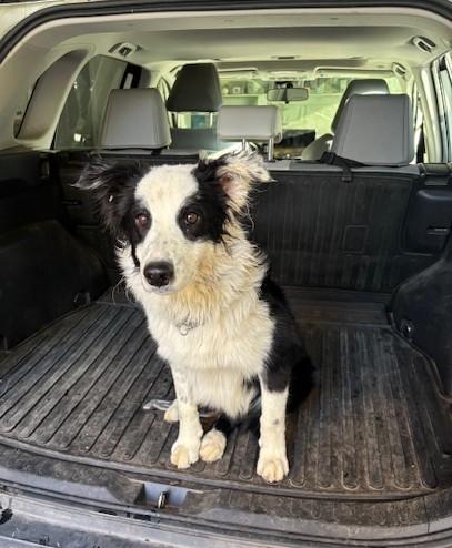 Enlarge Obi Wan, an adopted Australian Shepherd in Albuquerque, NM image 5/6