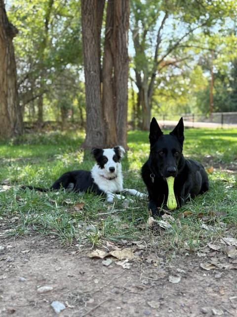 Enlarge Obi Wan, an adopted Australian Shepherd in Albuquerque, NM image 6/6