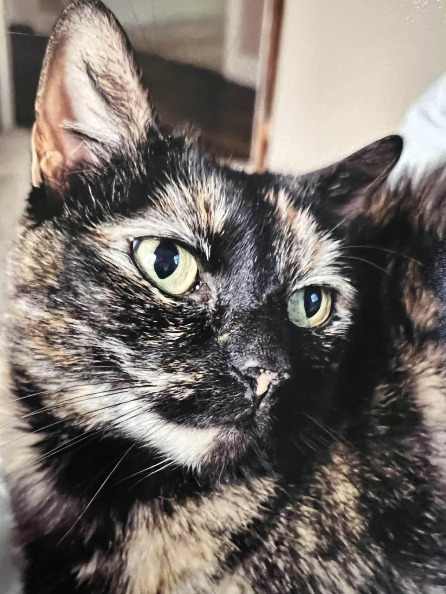 Bellatrix C Button @