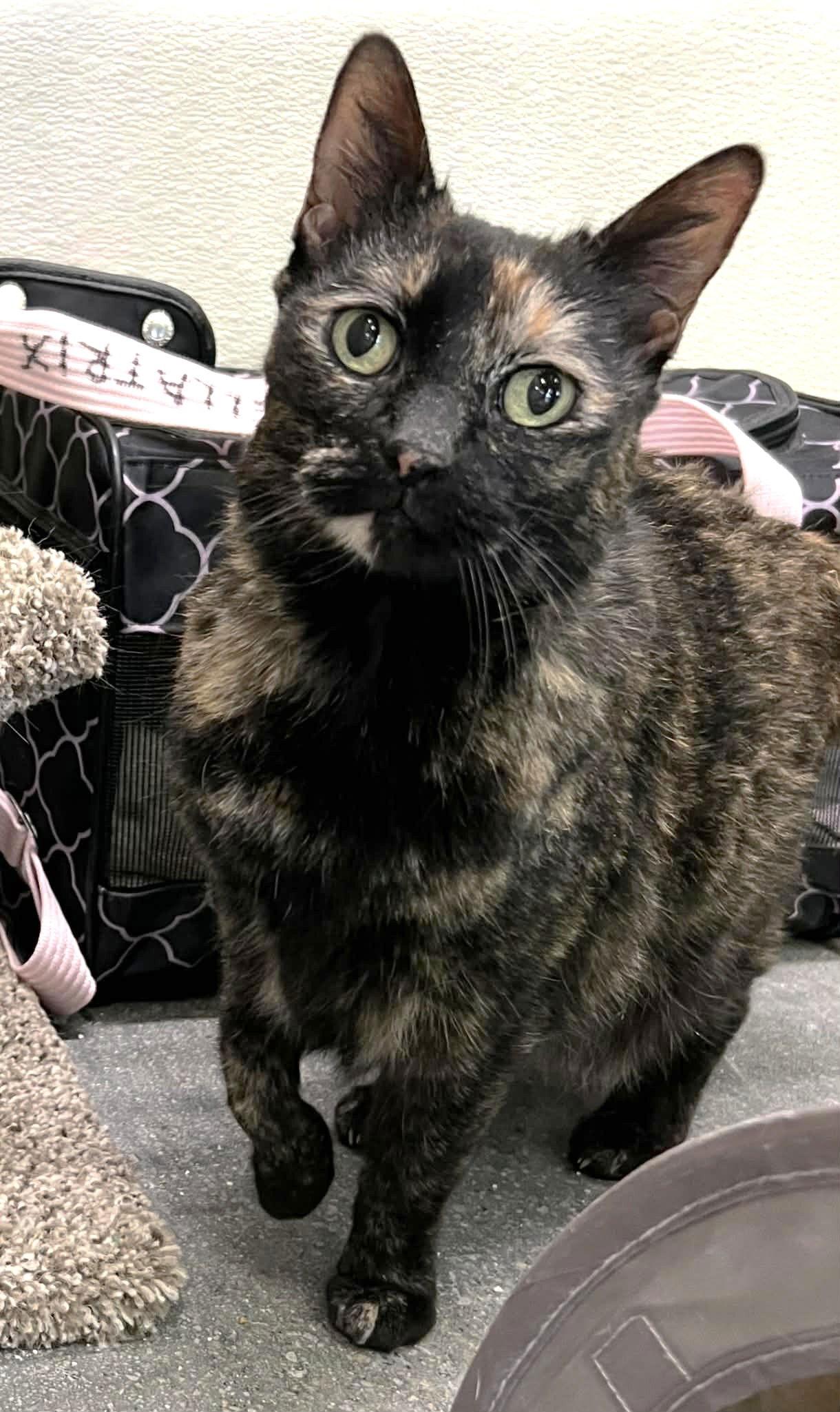 Bellatrix C Button @ thumbnail 2