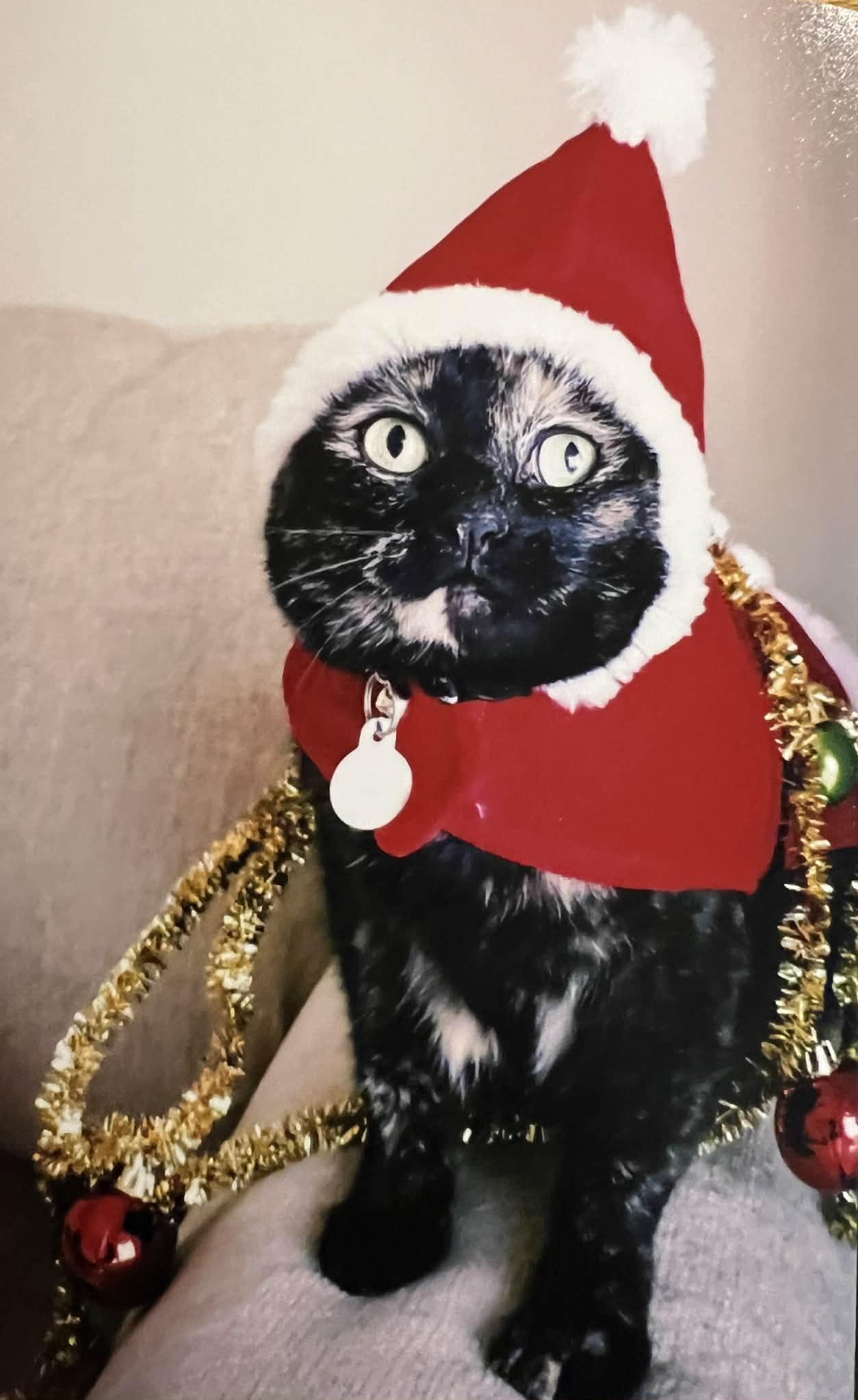 Bellatrix C Button @ thumbnail 3