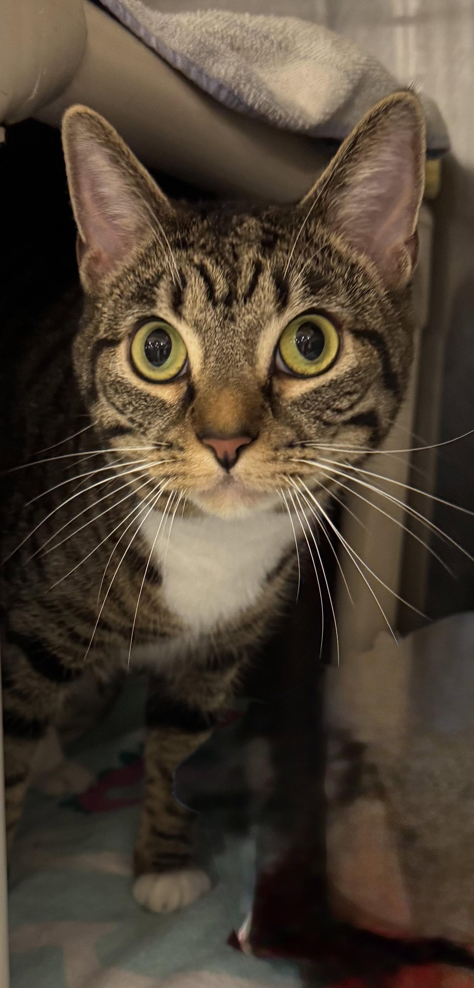 Jaylo 7968, Adoptable, Young Female Tabby & Domestic Short Hair.