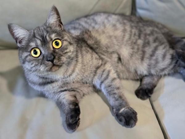 PANCAKE, adopted, Young Female Scottish Fold.