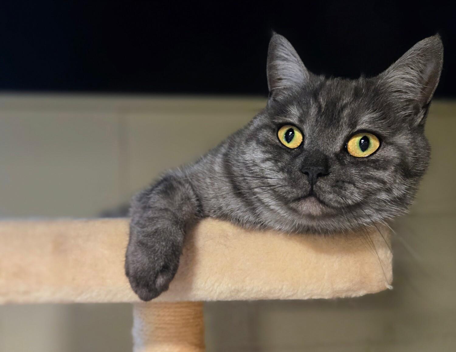 Enlarge PANCAKE, an adopted Scottish Fold in Muskego, WI image 2/2
