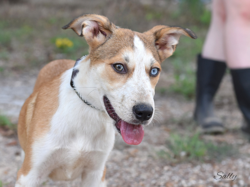 Dog for adoption Wren, an Australian Shepherd Mix in Barkhamsted, CT