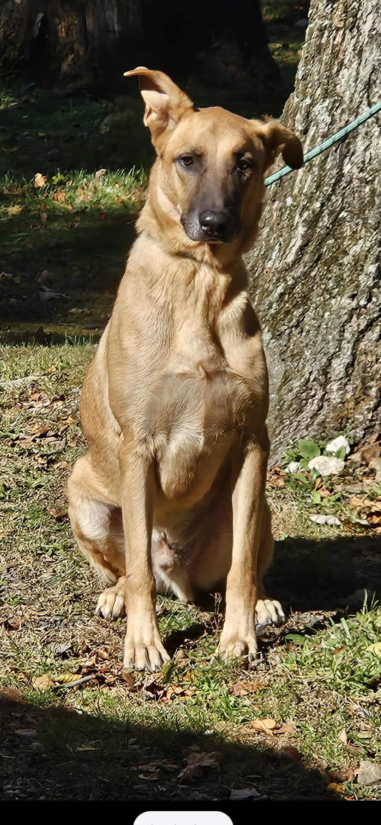 Kobe, Adoptable, Adult Male German Shepherd Dog.