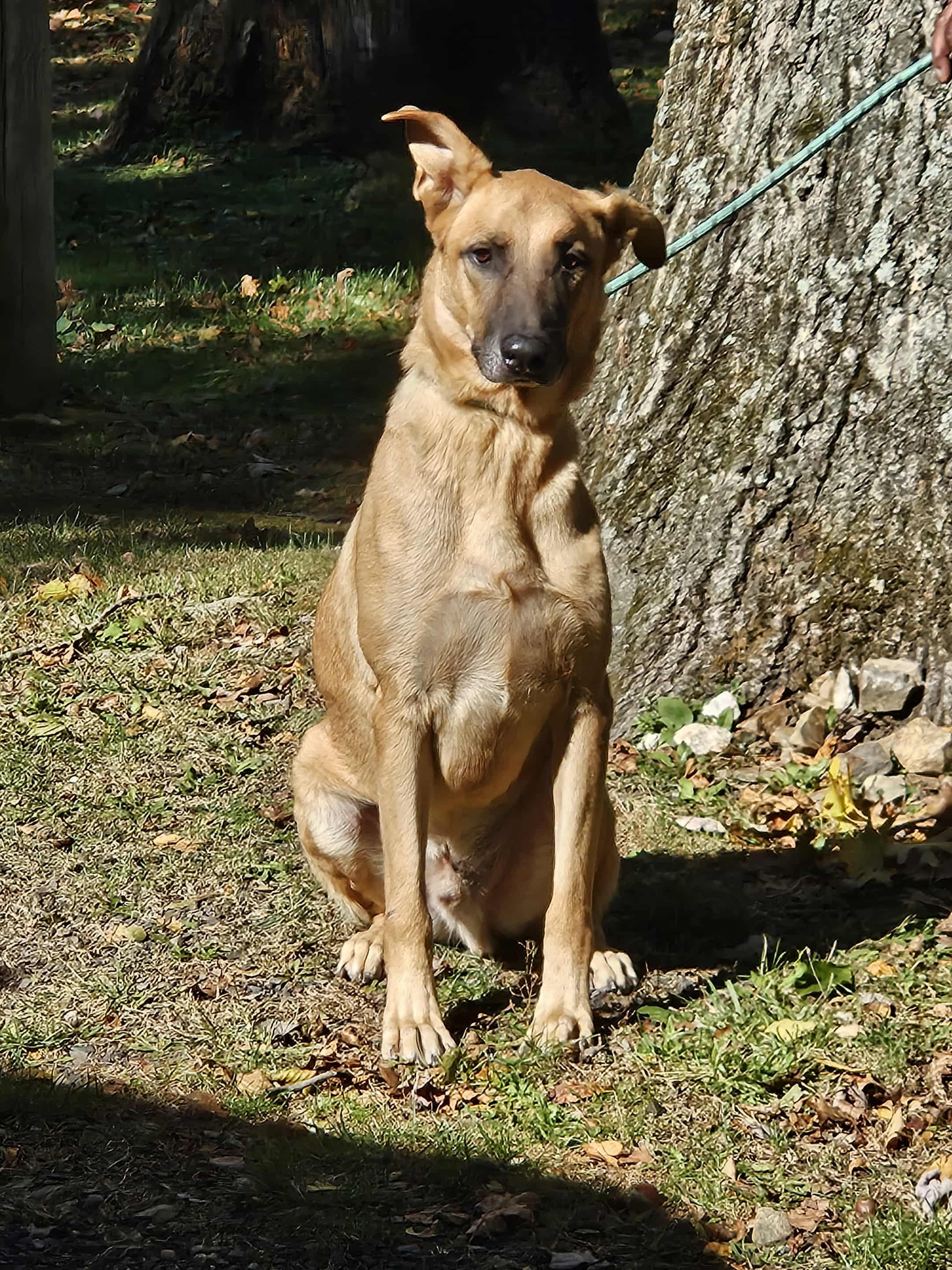 Enlarge Kobe, a Adoptable mixed breed in Danbury, CT image 2/4